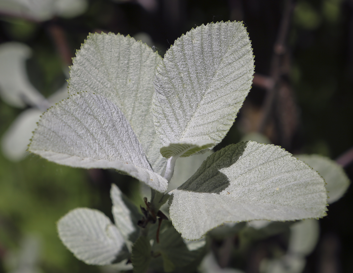 Изображение особи Sorbus aria.