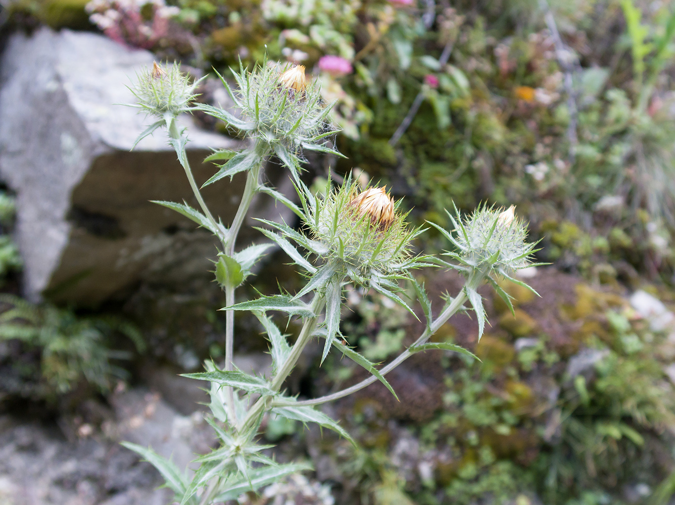 Изображение особи Carlina biebersteinii.