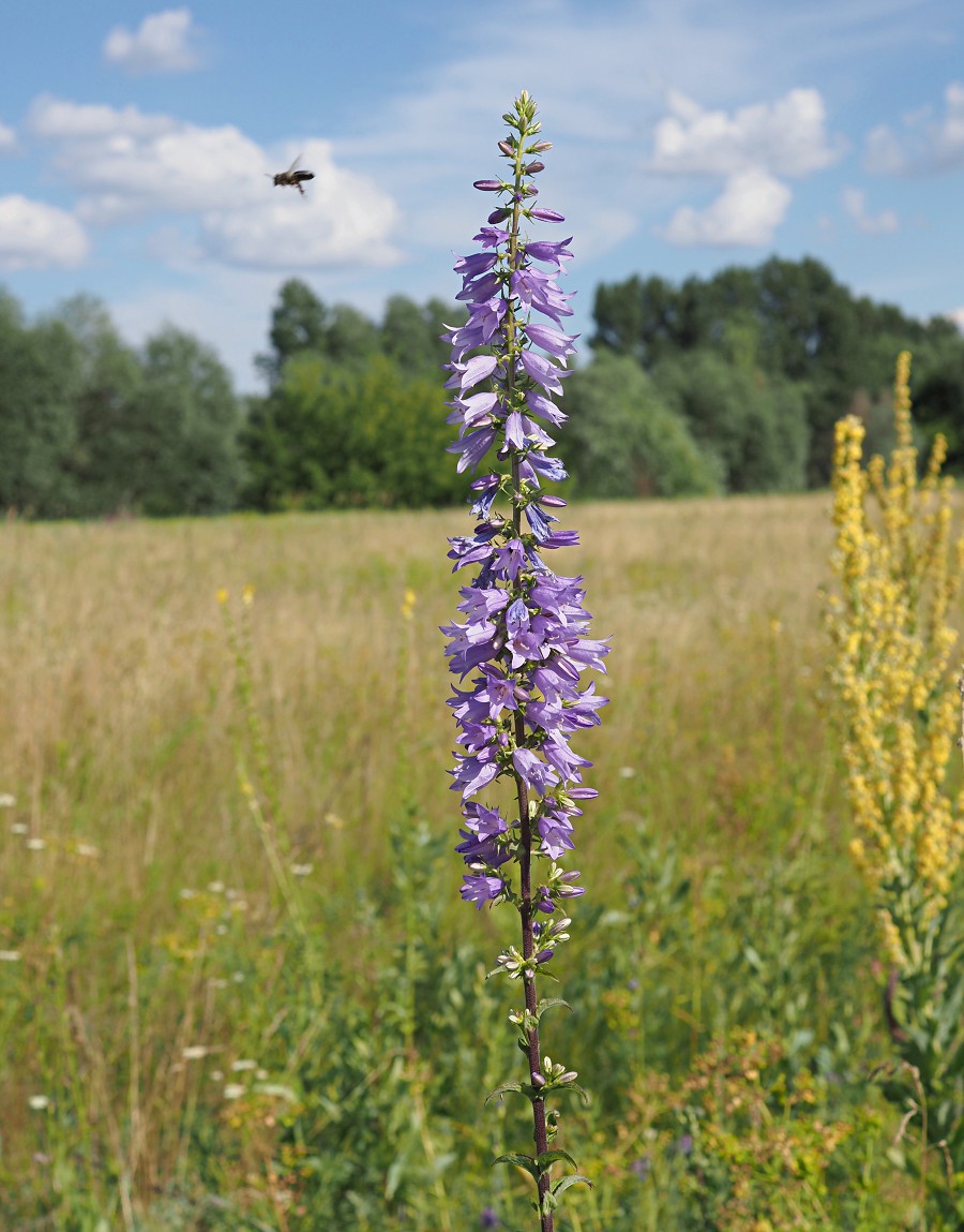 Изображение особи Campanula bononiensis.