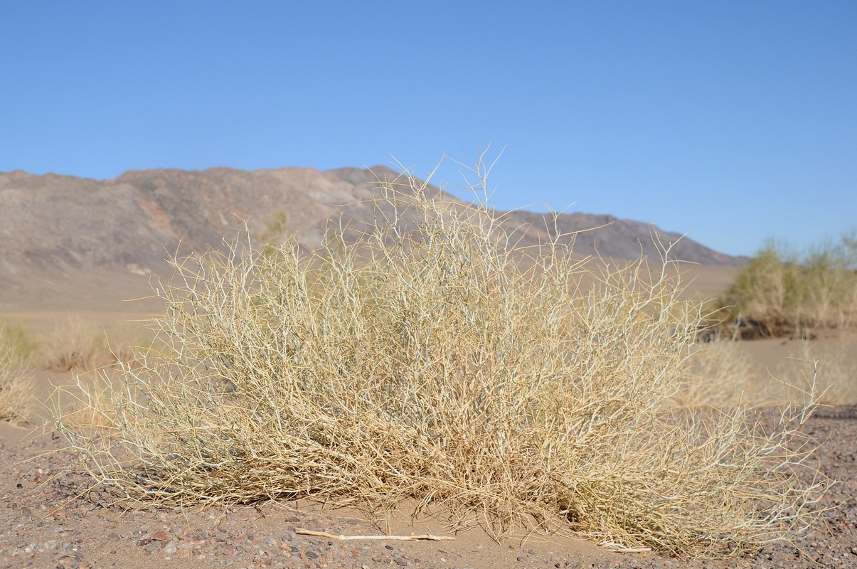 Image of Astragalus paucijugus specimen.