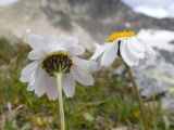 Anthemis saportana. Верхушки побегов с соцветиями. Карачаево-Черкесия, Урупский р-н, Кавказский биосферный заповедник, Имеретинские озёра, у оз. Буша, ≈ 2800 м н.у.м., альпийский луг. 27.07.2022.