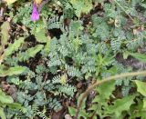 Vicia alpestris