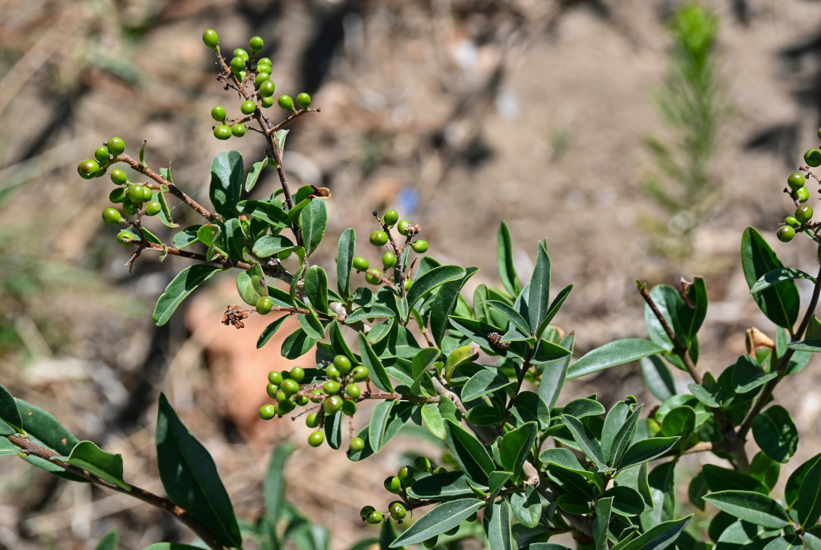 Изображение особи Ligustrum vulgare.