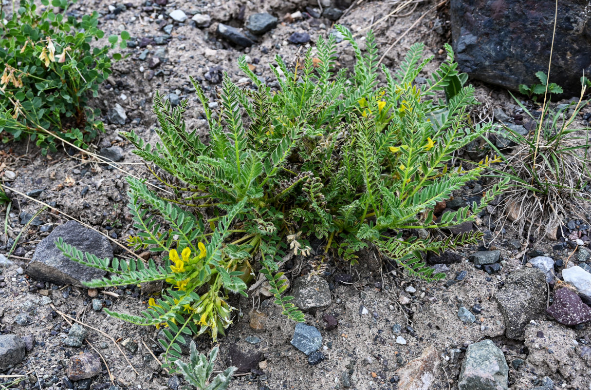 Изображение особи Astragalus lithophilus.