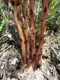 Orobanche centaurina. Основания побегов (хозяин - предположительно Rhaponticoides ruthenica). Татарстан, Новошешминский р-н, окр. пос. Совхоз «Красный Октябрь», памятник природы \"Склоны Коржинского\", степь. 10.07.2022.