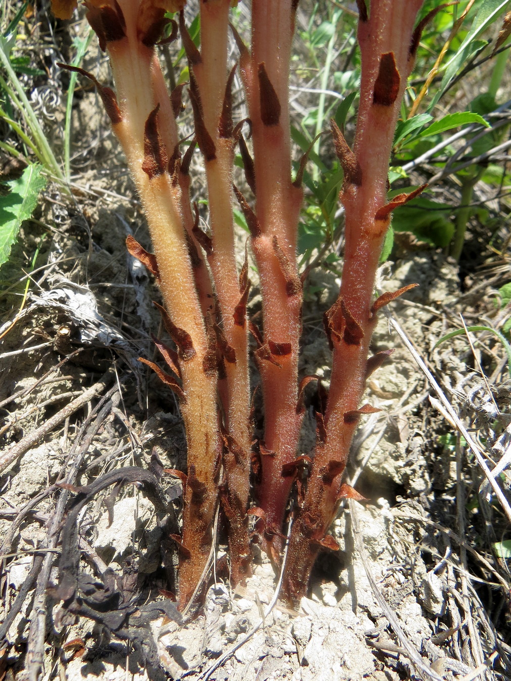 Image of Orobanche centaurina specimen.