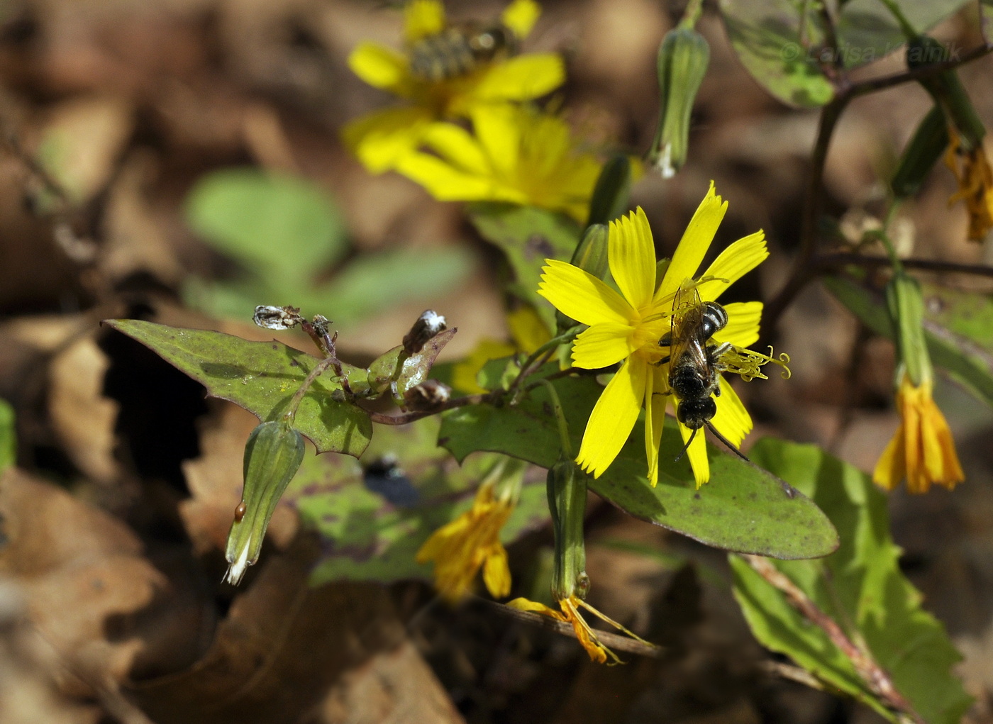 Изображение особи Paraixeris denticulata.