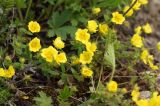 Смотреть изображение Potentilla humifusa