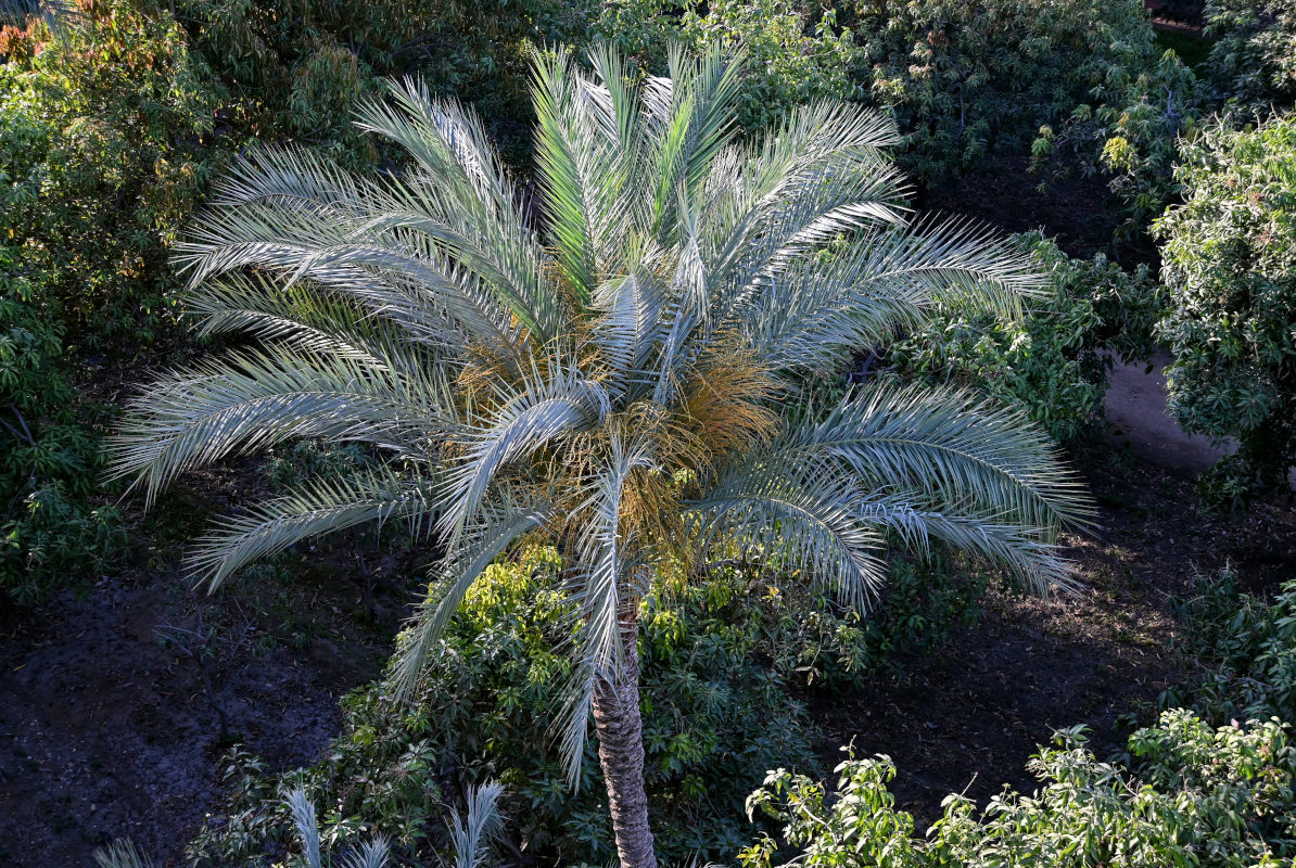 Image of Phoenix dactylifera specimen.