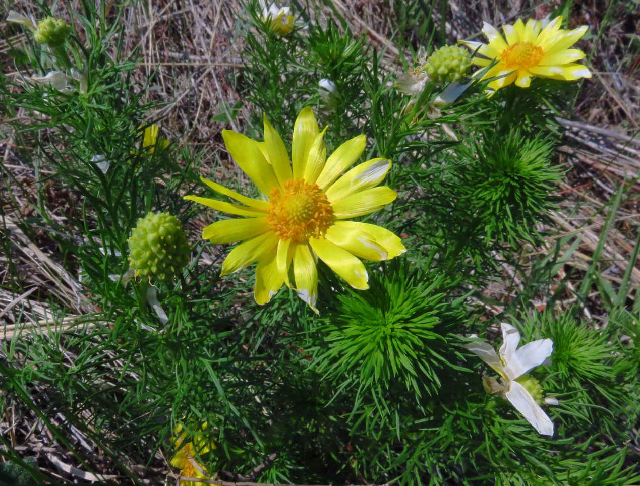 Image of Adonis vernalis specimen.