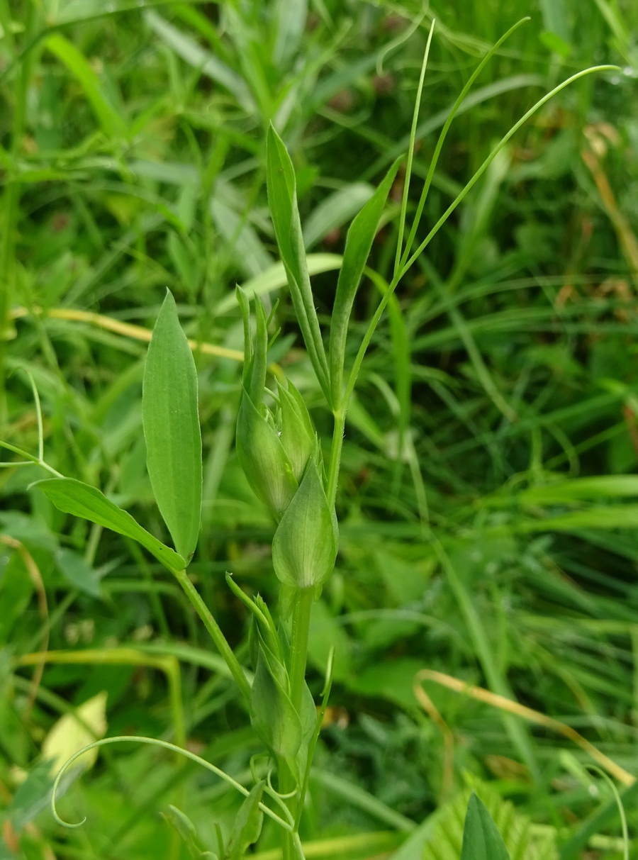 Изображение особи Lathyrus pratensis.