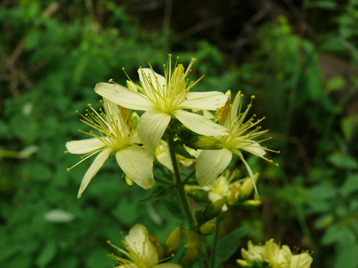 Изображение особи Hypericum hirsutum.