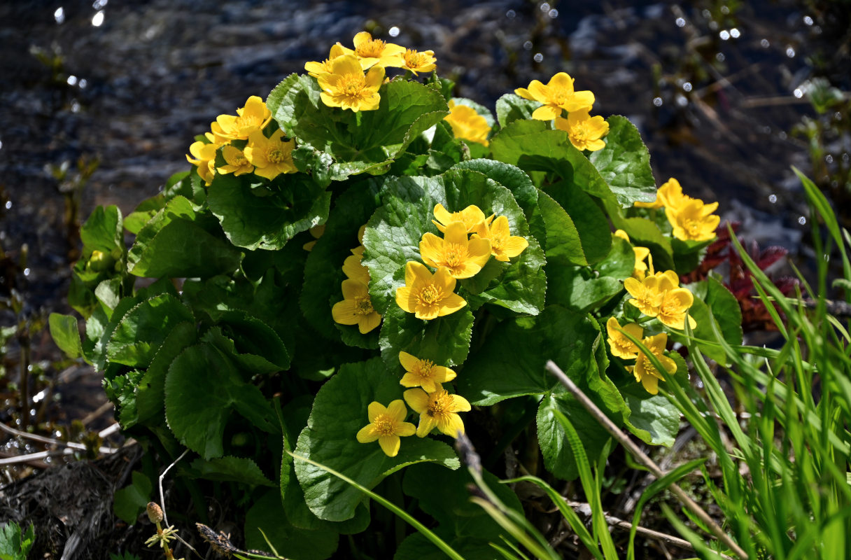 Изображение особи Caltha palustris.