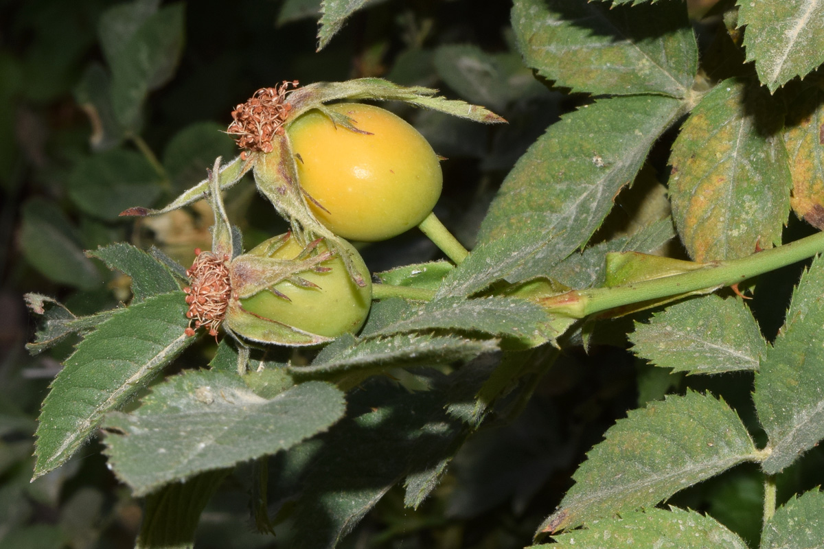 Image of Rosa canina specimen.