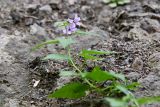 Solanum kitagawae