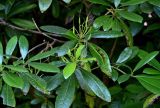 Rhododendron ponticum