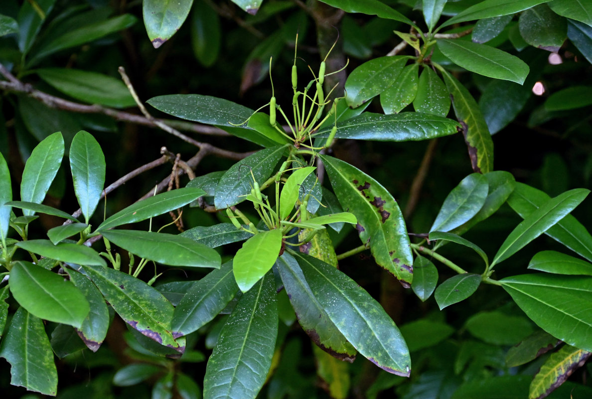 Изображение особи Rhododendron ponticum.