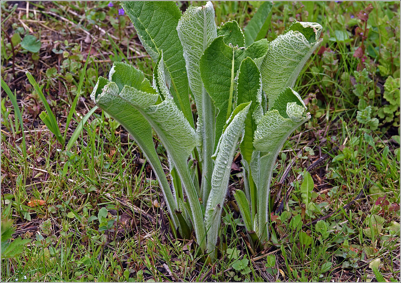 Image of Inula helenium specimen.