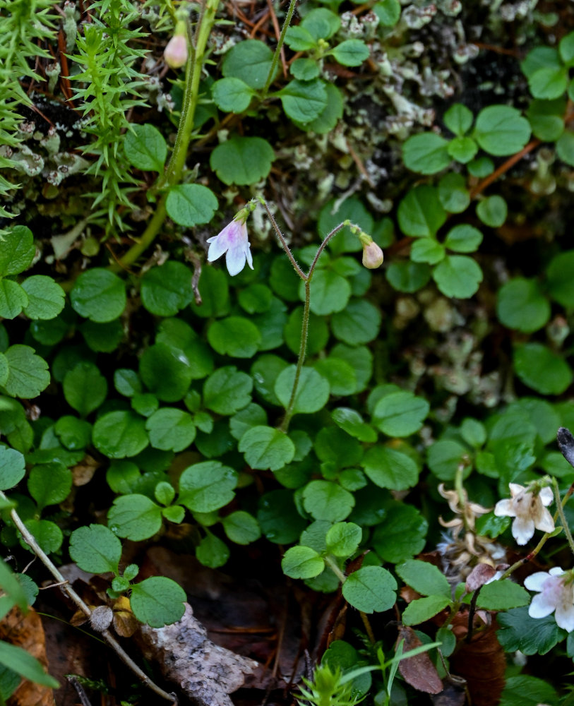 Image of Linnaea borealis specimen.