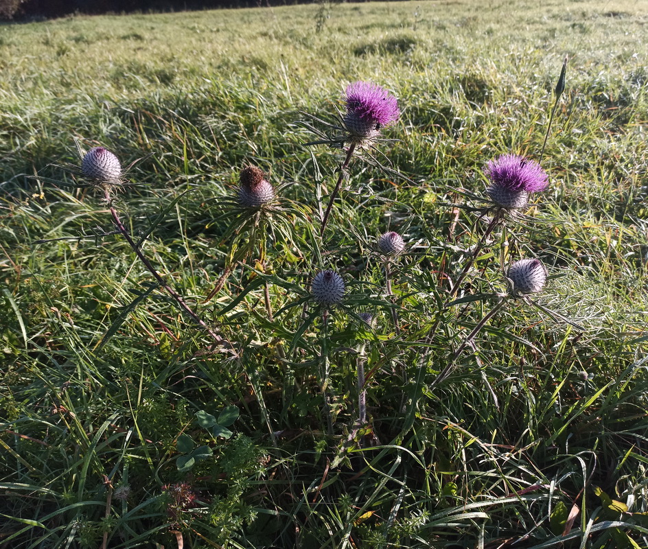 Image of genus Cirsium specimen.