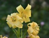 Lilium kesselringianum