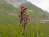 Dactylorhiza euxina. Верхушки побегов с соцветиями с отцветшими цветками. Карачаево-Черкесия, Урупский р-н, хр. Загедан, долина Ацгарских озёр, ≈ 2600 м н.у.м., увлажнённый альпийский луг между средними озёрами. 09.08.2023.