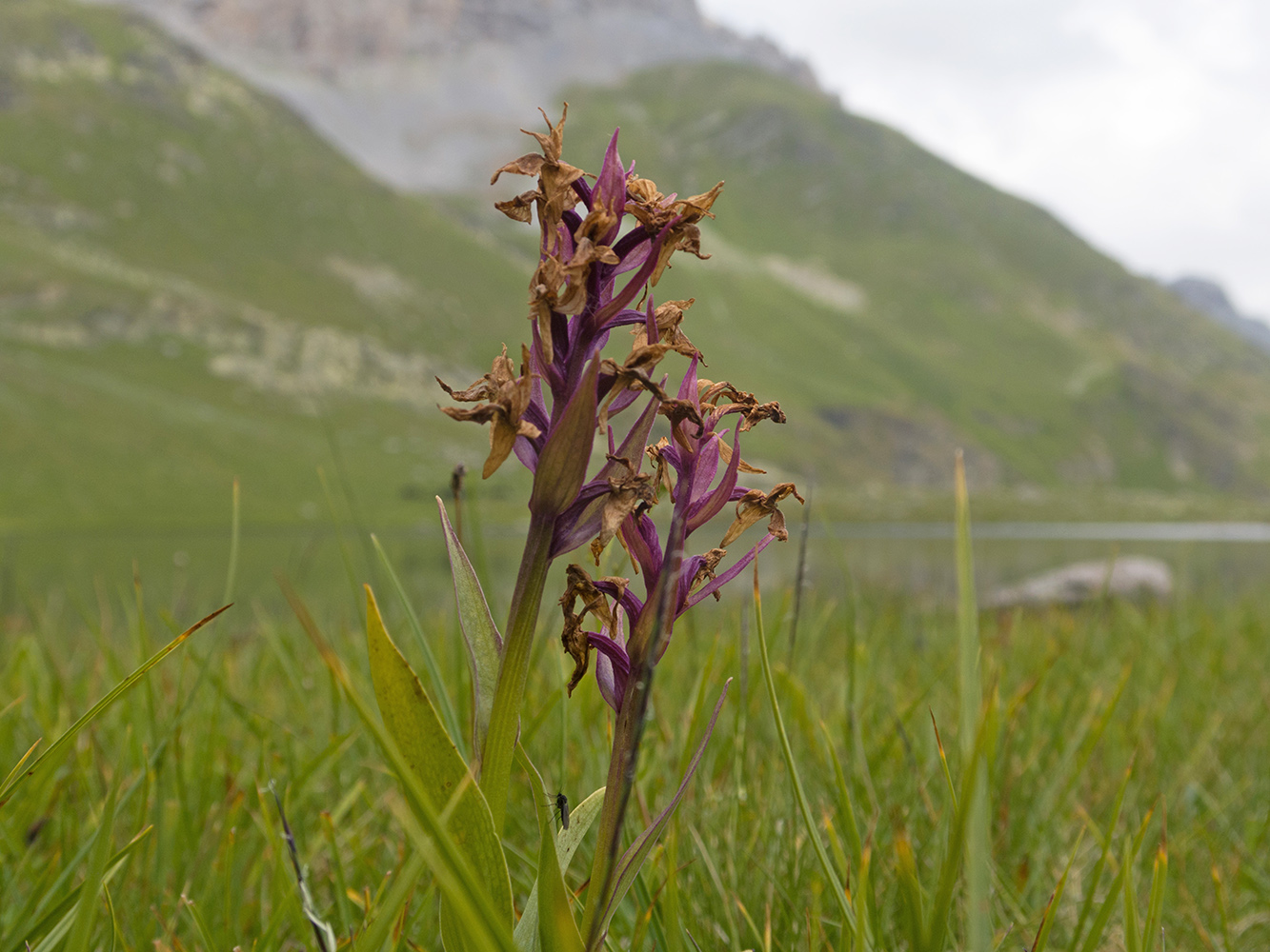 Image of Dactylorhiza euxina specimen.