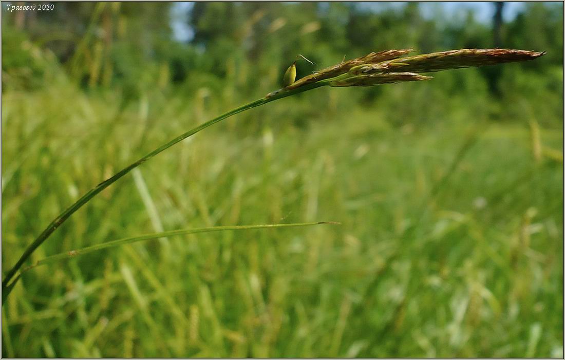 Image of Carex sylvatica specimen.