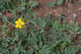 Potentilla semiglabra. Цветок и листья. Республика Саха (Якутия), г. Якутск, на берегу протоки. 02.08.2023.