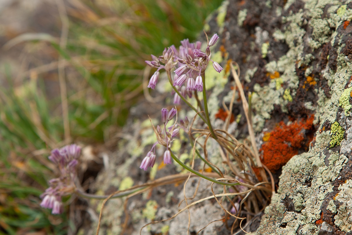 Image of genus Allium specimen.