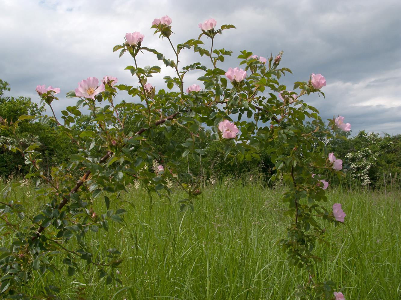 Изображение особи род Rosa.