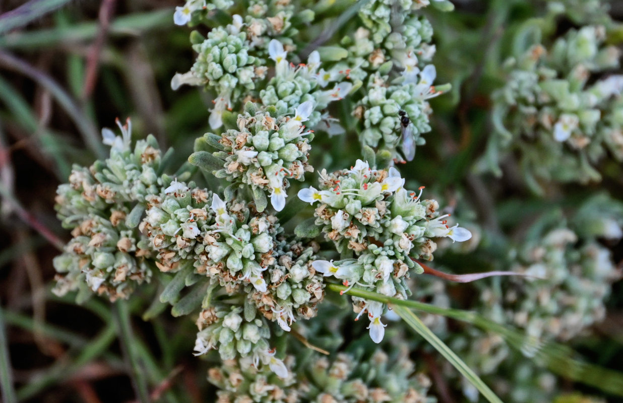 Изображение особи Teucrium capitatum.