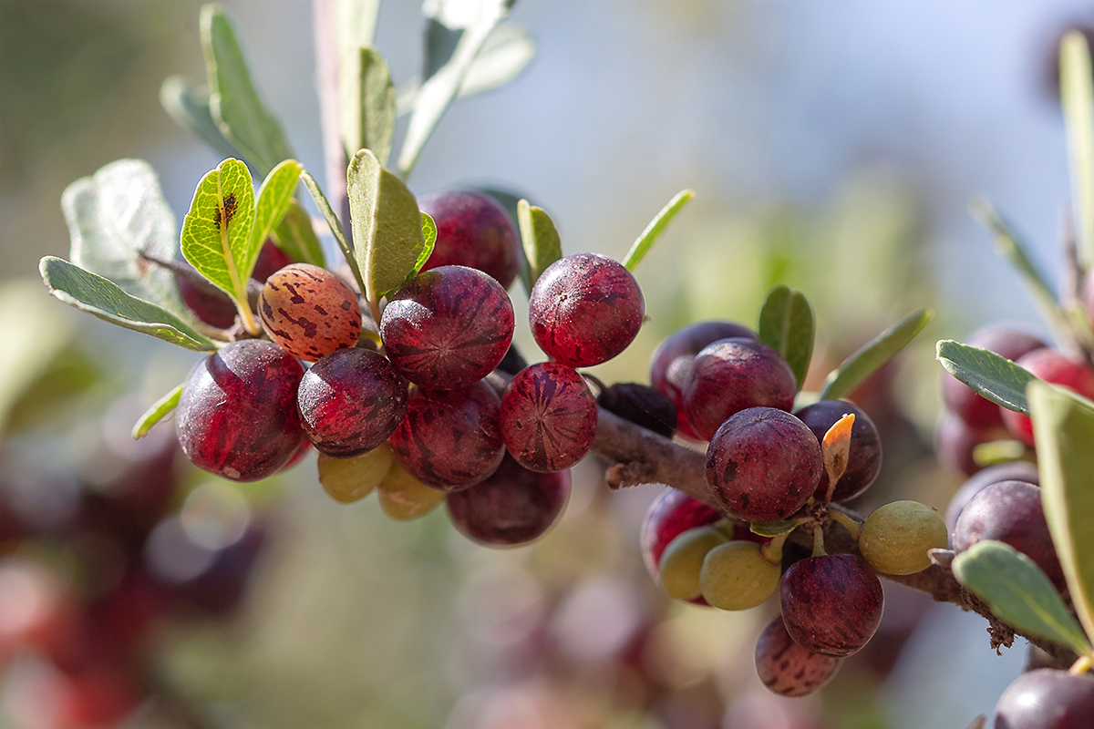 Image of Rhamnus lycioides specimen.