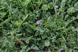 Erodium moschatum. Цветущее растение в сообществе с Malva и Senecio. Армения, г. Ереван, на газоне. 09.03.2024.