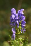 genus Aconitum. Верхушка цветущего растения. Карачаево-Черкесия, Карачаевский р-н, Большой Кавказ, левый борт долины реки Кетмала, ≈ 2530 м н.у.м., сосновый лес 31.07.2023.