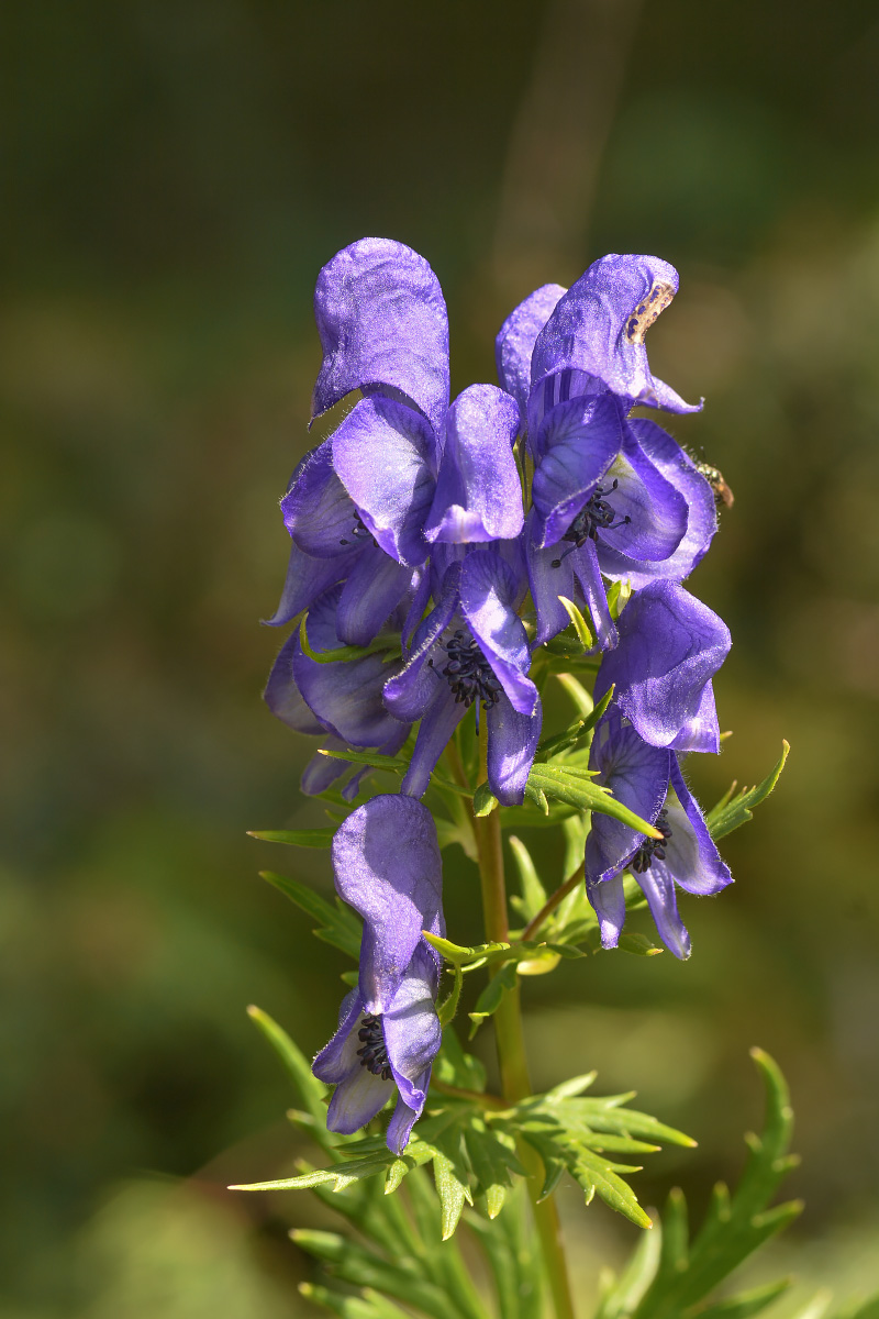 Изображение особи род Aconitum.