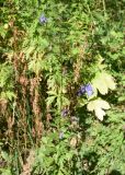 genus Aconitum