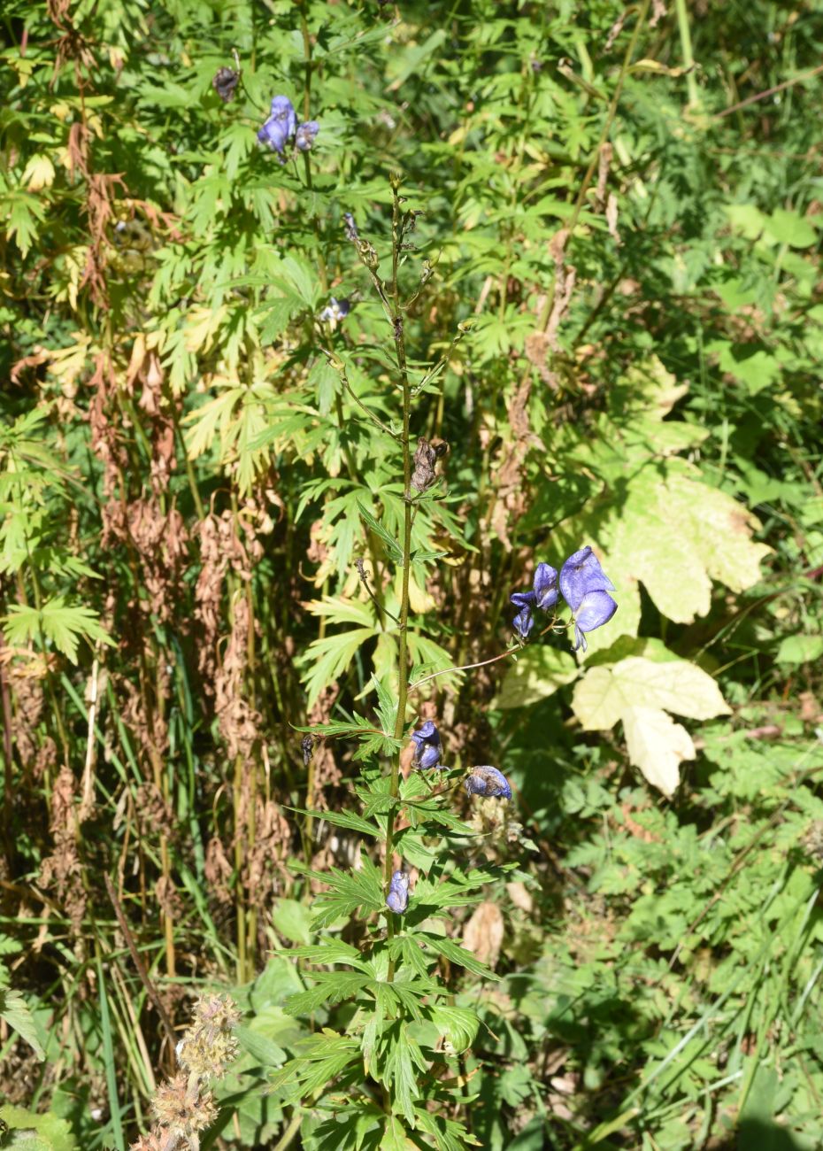 Image of genus Aconitum specimen.