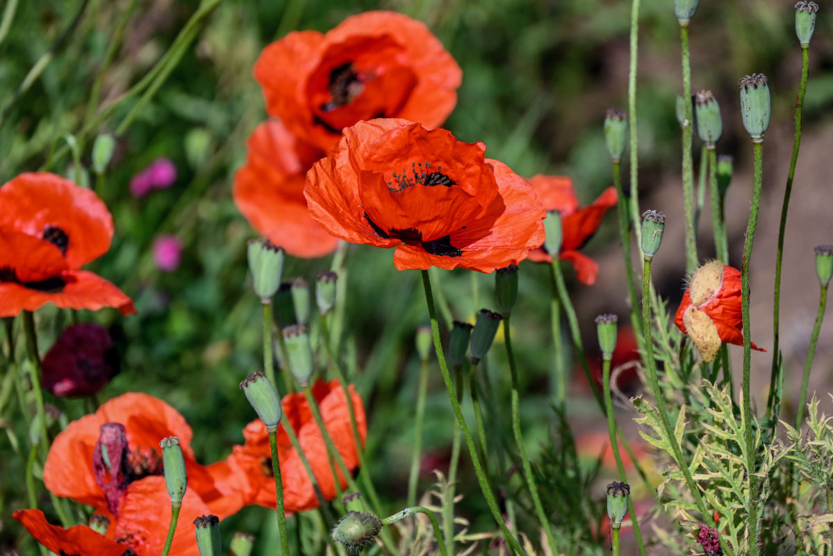 Изображение особи род Papaver.