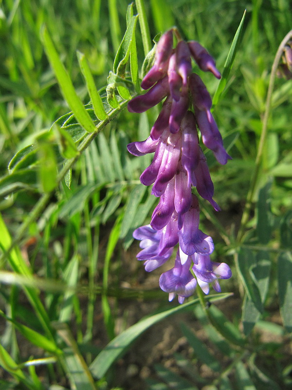 Изображение особи Vicia cracca.