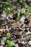 Lathyrus vernus