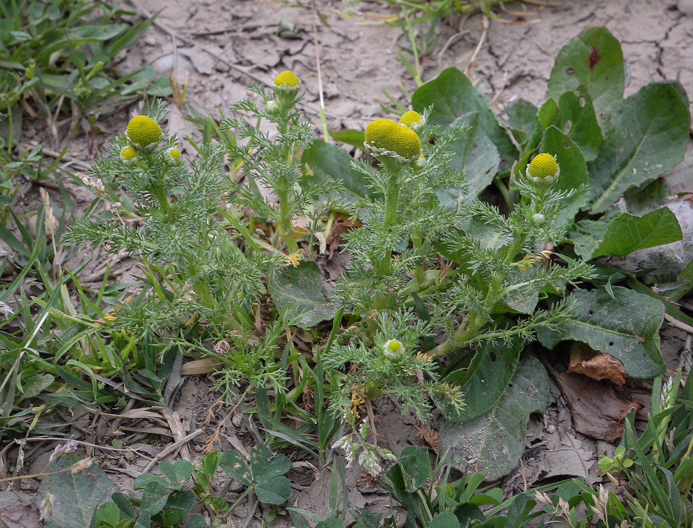 Image of Matricaria discoidea specimen.