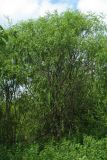 Salix acutifolia