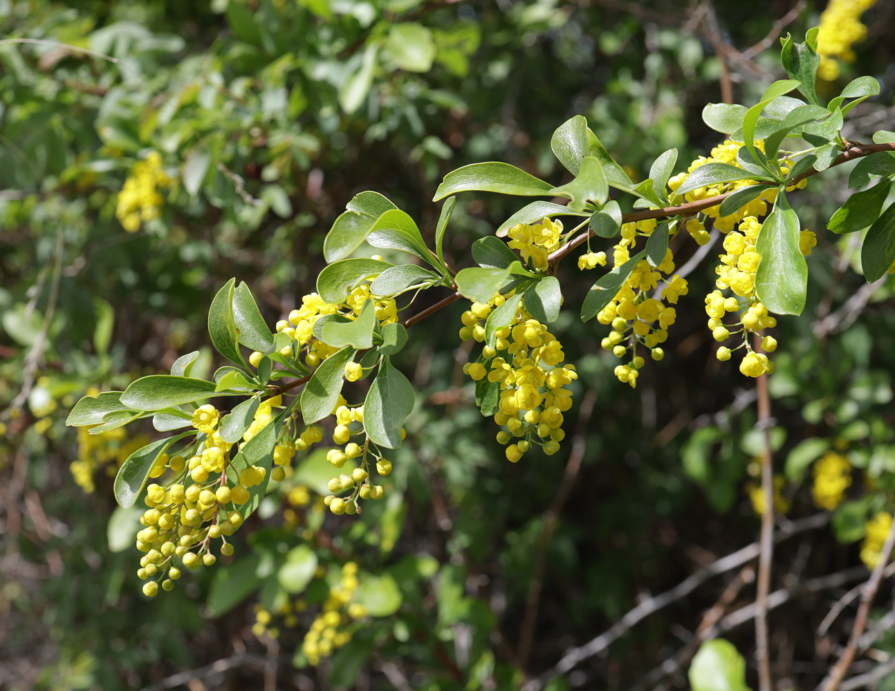 Image of Berberis iliensis specimen.