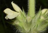 Phlomoides arctiifolia. Цветок. Узбекистан, Кашкадарьинская обл., Китабский р-н, Китабский Государственный геологический заповедник, ≈ 1300 м н.у.м., глинистый склон. 20.05.2024.