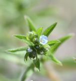 Lappula squarrosa