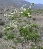 Spiraea hypericifolia