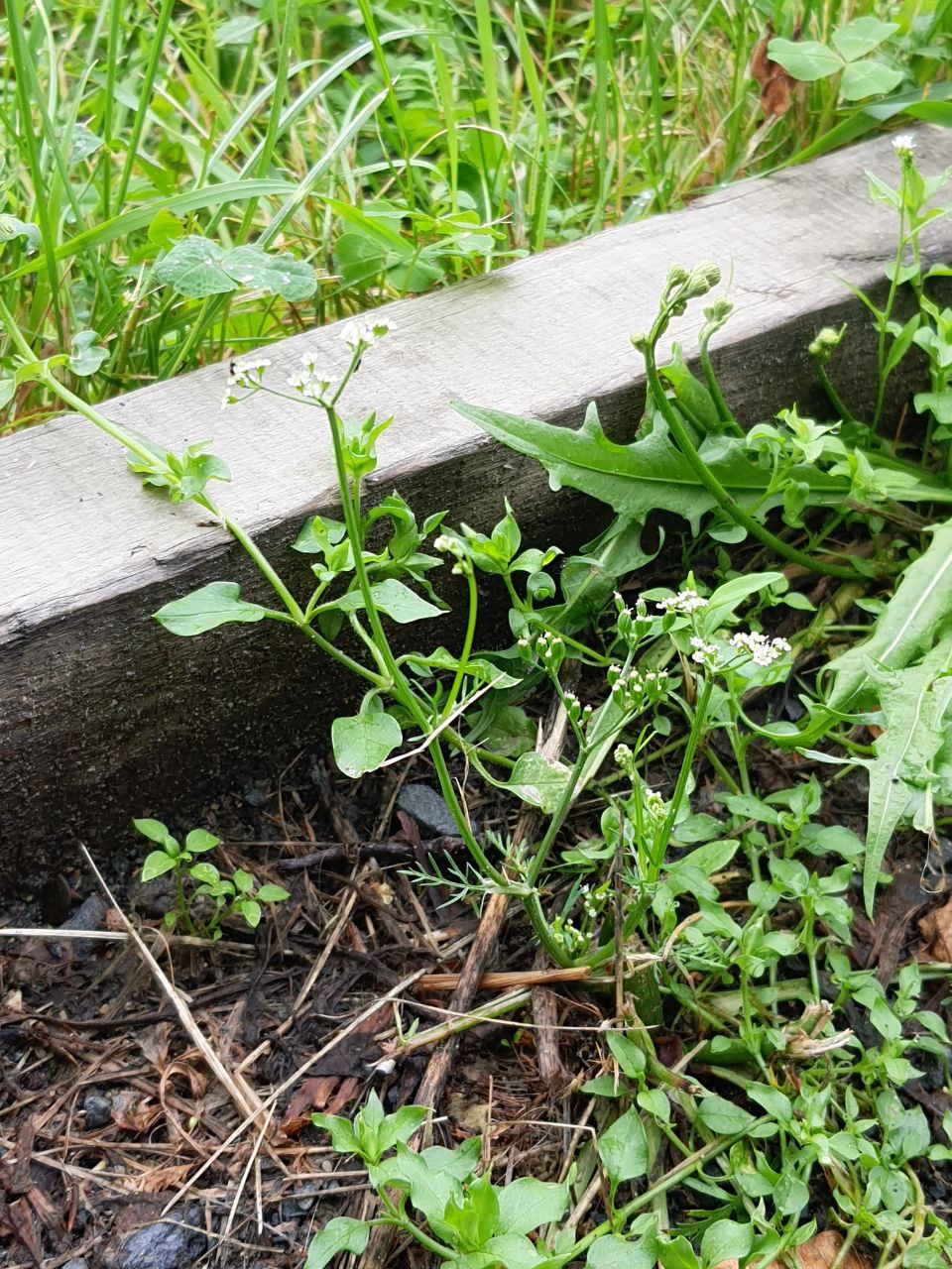 Изображение особи семейство Apiaceae.