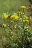 Medicago falcata