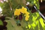 Luffa aegyptiaca